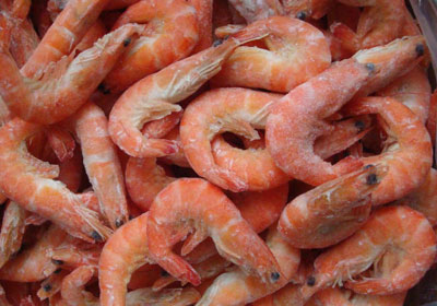 Shrimp